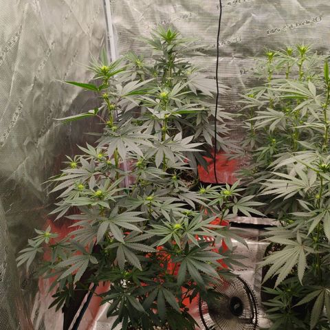 Cheese 🧀  and galaxy 500  #1 growlog timeline photo