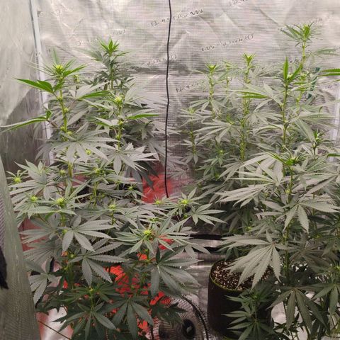 Cheese 🧀  and galaxy 500  #1 growlog timeline photo