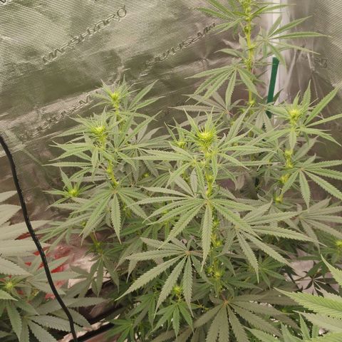 Cheese 🧀  and galaxy 500  #1 growlog timeline photo