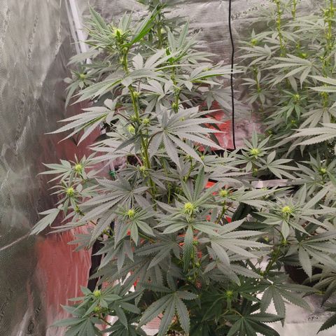 Cheese 🧀  and galaxy 500  #1 growlog timeline photo