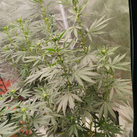 Cheese 🧀  and galaxy 500  #1 growlog timeline photo