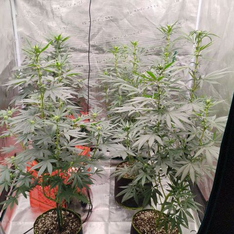 Cheese 🧀  and galaxy 500  #1 growlog timeline photo