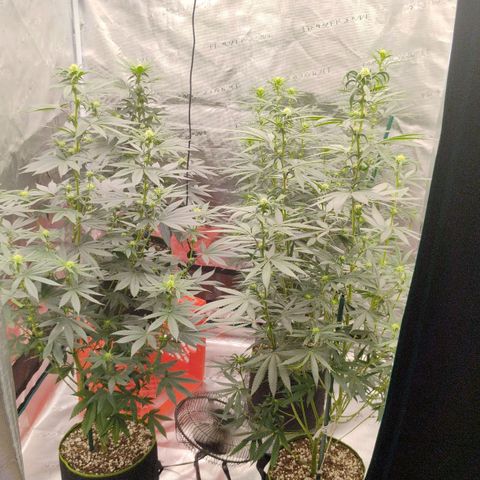 Cheese 🧀  and galaxy 500  #1 growlog timeline photo