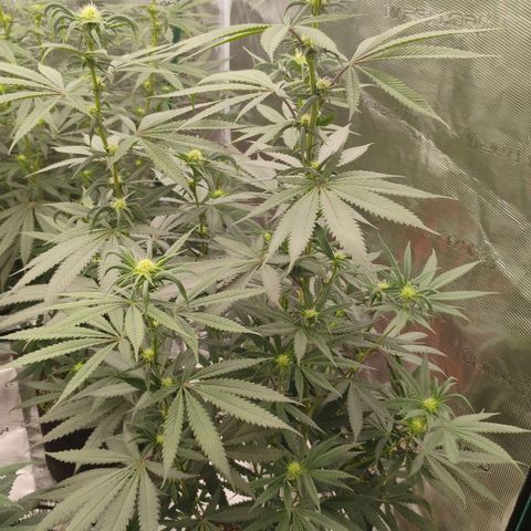 Cheese 🧀  and galaxy 500  #1 growlog timeline photo