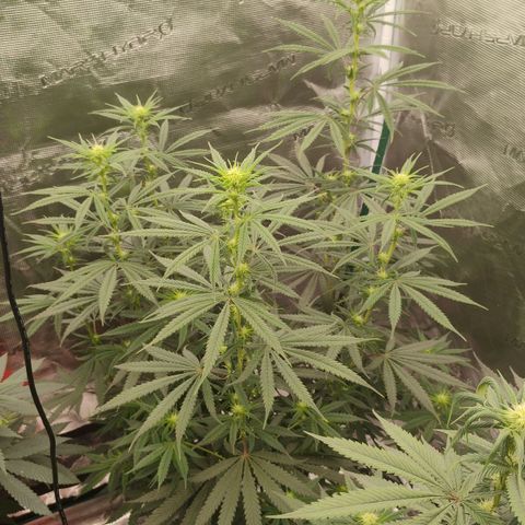 Cheese 🧀  and galaxy 500  #1 growlog timeline photo