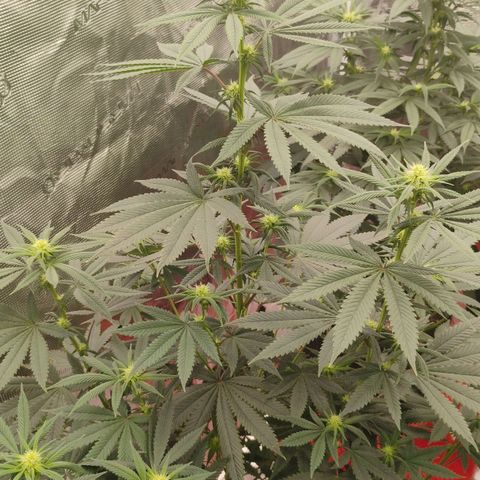 Cheese 🧀  and galaxy 500  #1 growlog timeline photo