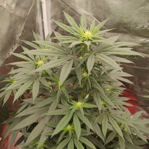 Cheese 🧀  and galaxy 500  #1 growlog timeline photo