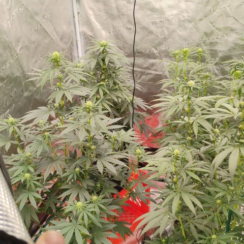 Cheese 🧀  and galaxy 500  #1 growlog timeline photo
