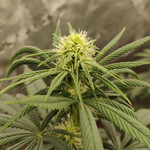 Cheese 🧀  and galaxy 500  #1 growlog timeline photo