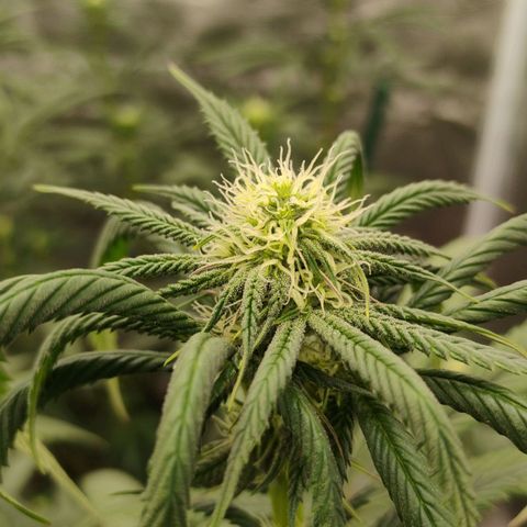 Cheese 🧀  and galaxy 500  #1 growlog timeline photo