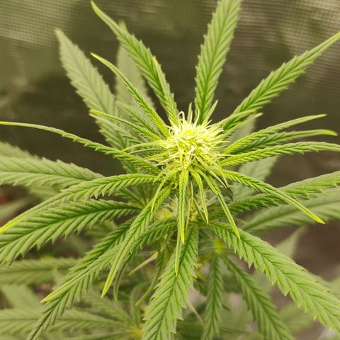 Cheese 🧀  and galaxy 500  #1 growlog timeline photo