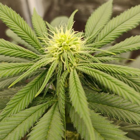 Cheese 🧀  and galaxy 500  #1 growlog timeline photo