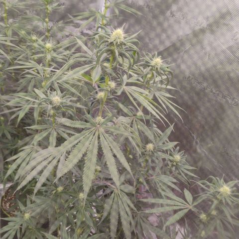 Cheese 🧀  and galaxy 500  #1 growlog timeline photo