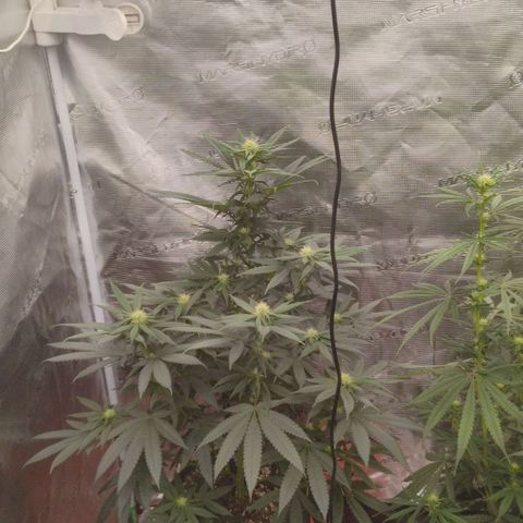 Cheese 🧀  and galaxy 500  #1 growlog timeline photo