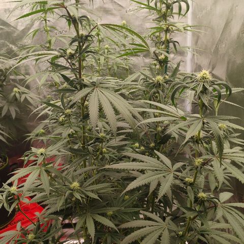 Cheese 🧀  and galaxy 500  #1 growlog timeline photo