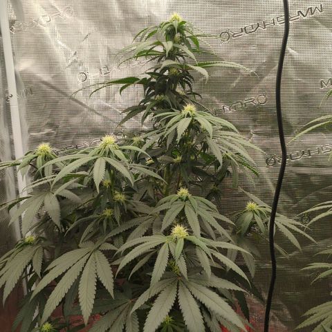 Cheese 🧀  and galaxy 500  #1 growlog timeline photo