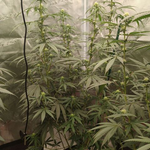 Cheese 🧀  and galaxy 500  #1 growlog timeline photo