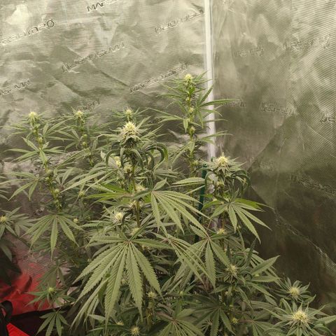 Cheese 🧀  and galaxy 500  #1 growlog timeline photo