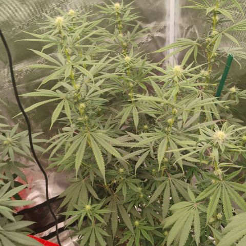 Cheese 🧀  and galaxy 500  #1 growlog timeline photo