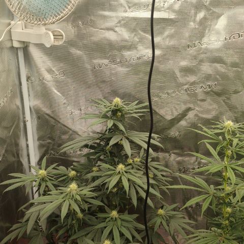 Cheese 🧀  and galaxy 500  #1 growlog timeline photo