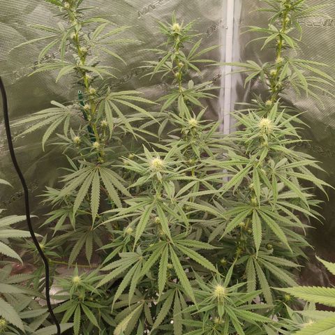 Cheese 🧀  and galaxy 500  #1 growlog timeline photo