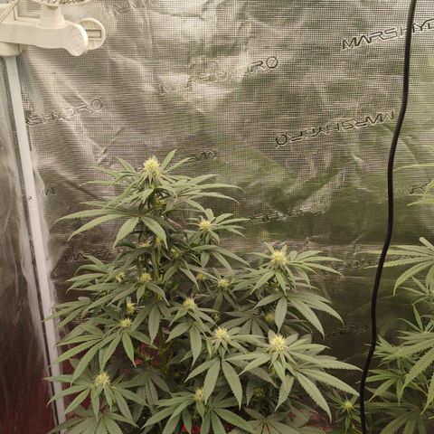 Cheese 🧀  and galaxy 500  #1 growlog timeline photo