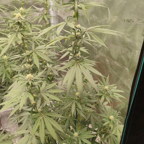 Cheese 🧀  and galaxy 500  #1 growlog timeline photo