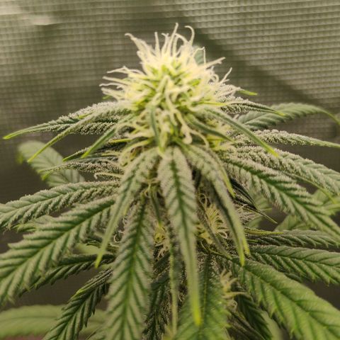 Cheese 🧀  and galaxy 500  #1 growlog timeline photo