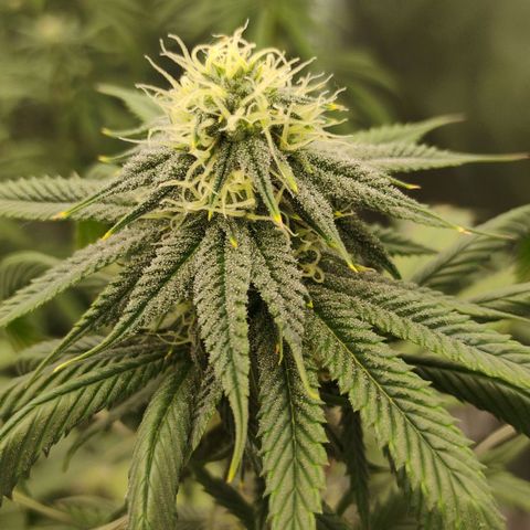 Cheese 🧀  and galaxy 500  #1 growlog timeline photo