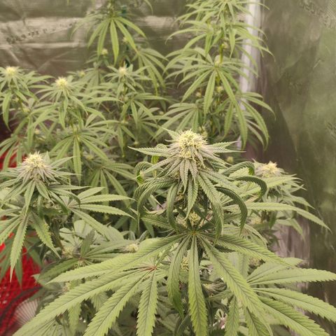 Cheese 🧀  and galaxy 500  #1 growlog timeline photo