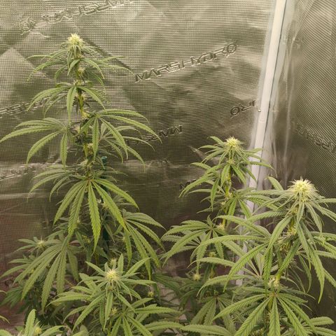 Cheese 🧀  and galaxy 500  #1 growlog timeline photo