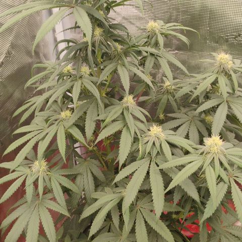 Cheese 🧀  and galaxy 500  #1 growlog timeline photo
