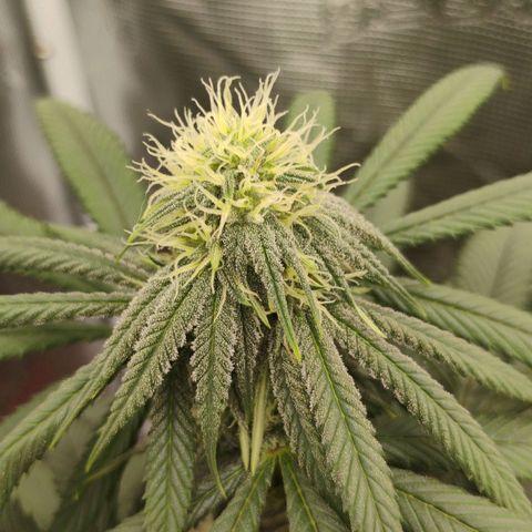 Cheese 🧀  and galaxy 500  #1 growlog timeline photo