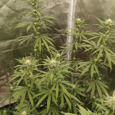 Cheese 🧀  and galaxy 500  #1 growlog timeline photo