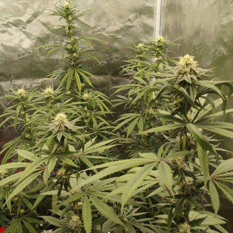 Cheese 🧀  and galaxy 500  #1 growlog timeline photo