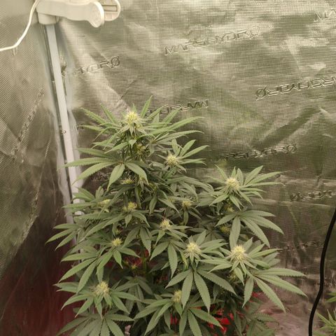 Cheese 🧀  and galaxy 500  #1 growlog timeline photo