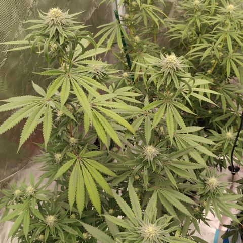 Cheese 🧀  and galaxy 500  #1 growlog timeline photo
