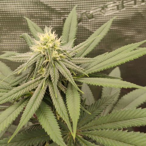 Cheese 🧀  and galaxy 500  #1 growlog timeline photo