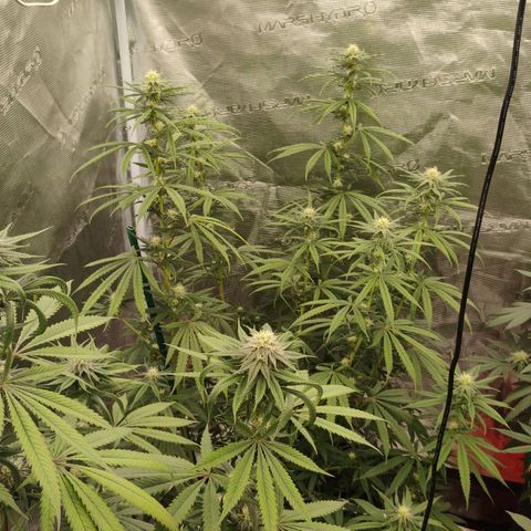 Cheese 🧀  and galaxy 500  #1 growlog timeline photo