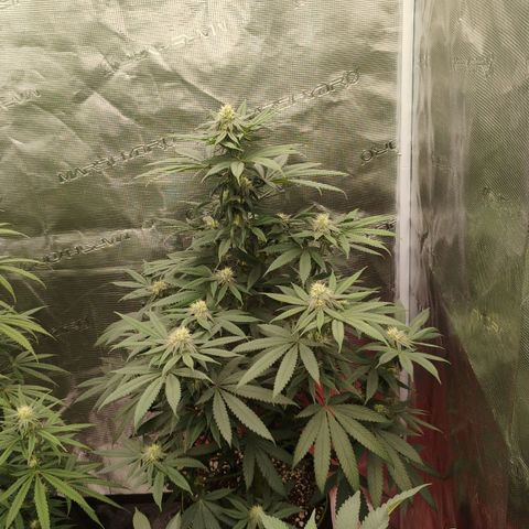Cheese 🧀  and galaxy 500  #1 growlog timeline photo