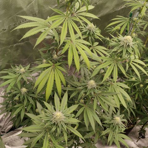 Cheese 🧀  and galaxy 500  #1 growlog timeline photo