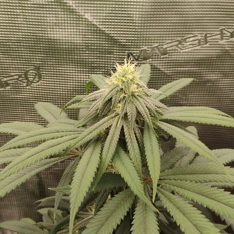 Cheese 🧀  and galaxy 500  #1 growlog timeline photo