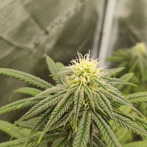 Cheese 🧀  and galaxy 500  #1 growlog timeline photo