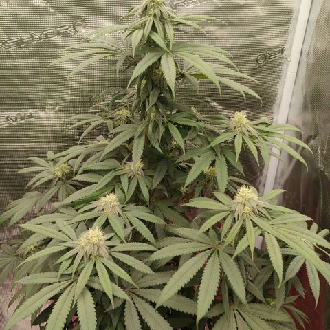 Cheese 🧀  and galaxy 500  #1 growlog timeline photo