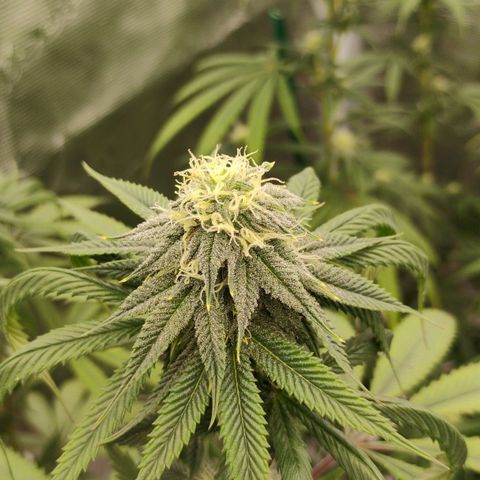 Cheese 🧀  and galaxy 500  #1 growlog timeline photo