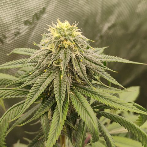 Cheese 🧀  and galaxy 500  #1 growlog timeline photo