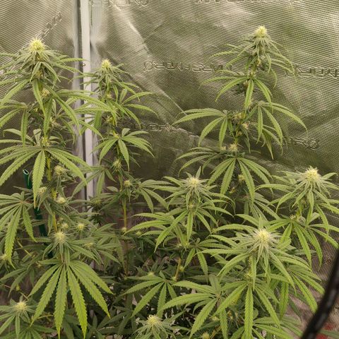 Cheese 🧀  and galaxy 500  #1 growlog timeline photo
