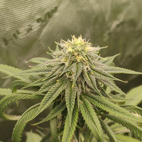 Cheese 🧀  and galaxy 500  #1 growlog timeline photo