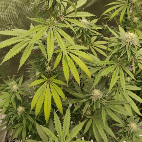 Cheese 🧀  and galaxy 500  #1 growlog timeline photo
