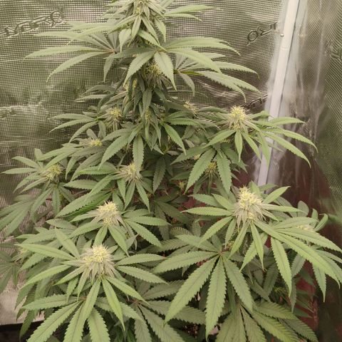 Cheese 🧀  and galaxy 500  #1 growlog timeline photo